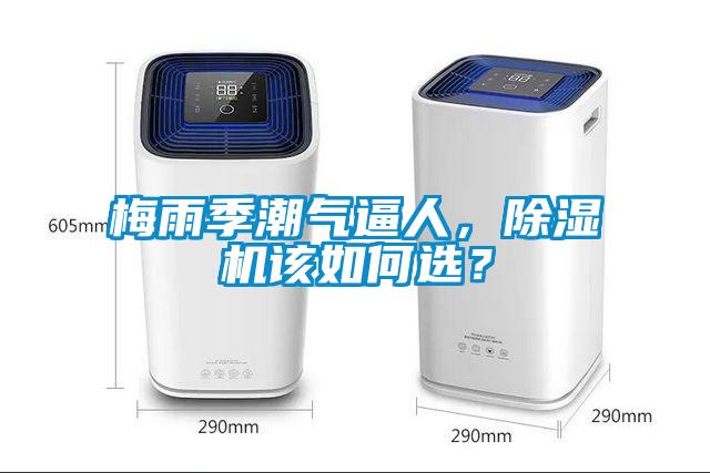 梅雨季潮氣逼人,除濕機該如何選?