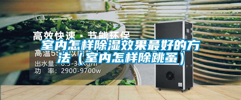 室內怎樣除濕效果最好的方法(室內怎樣除跳蚤)