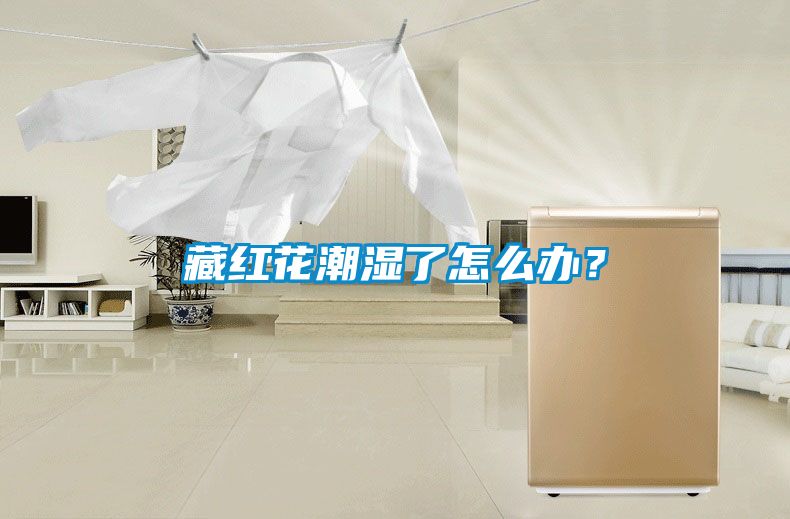 藏紅花潮濕了怎么辦？